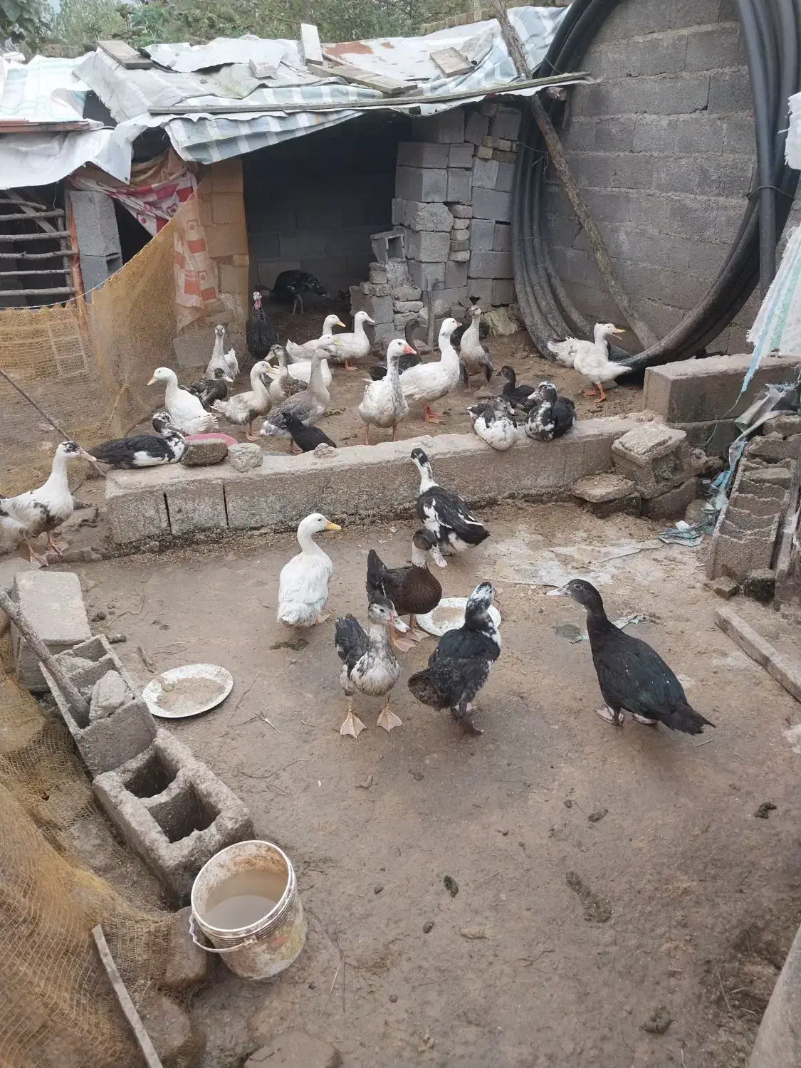 قاز بوقلمون اردک اسرائیلی با اردک محلی|حیوانات مزرعه|لولمان, |دیوار