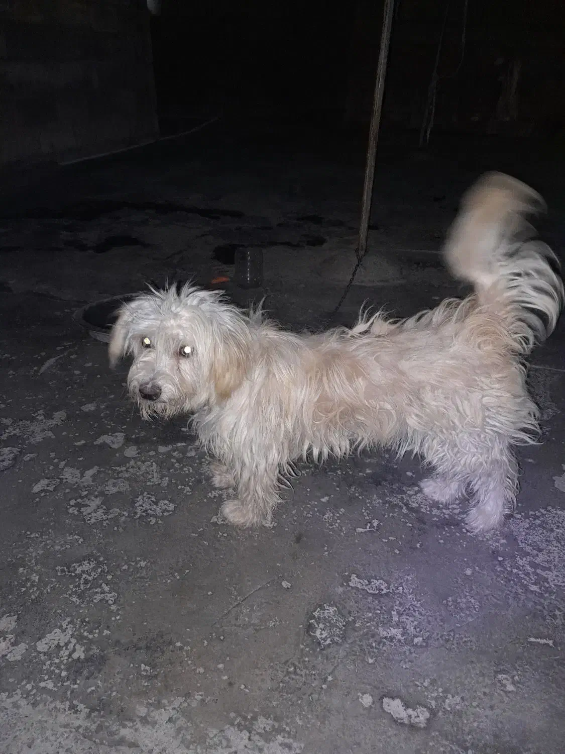 سگ پشمالو|سگ|امیدیه, |دیوار