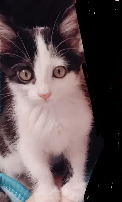 دختر خانم ناز|گربه|زنجان, |دیوار