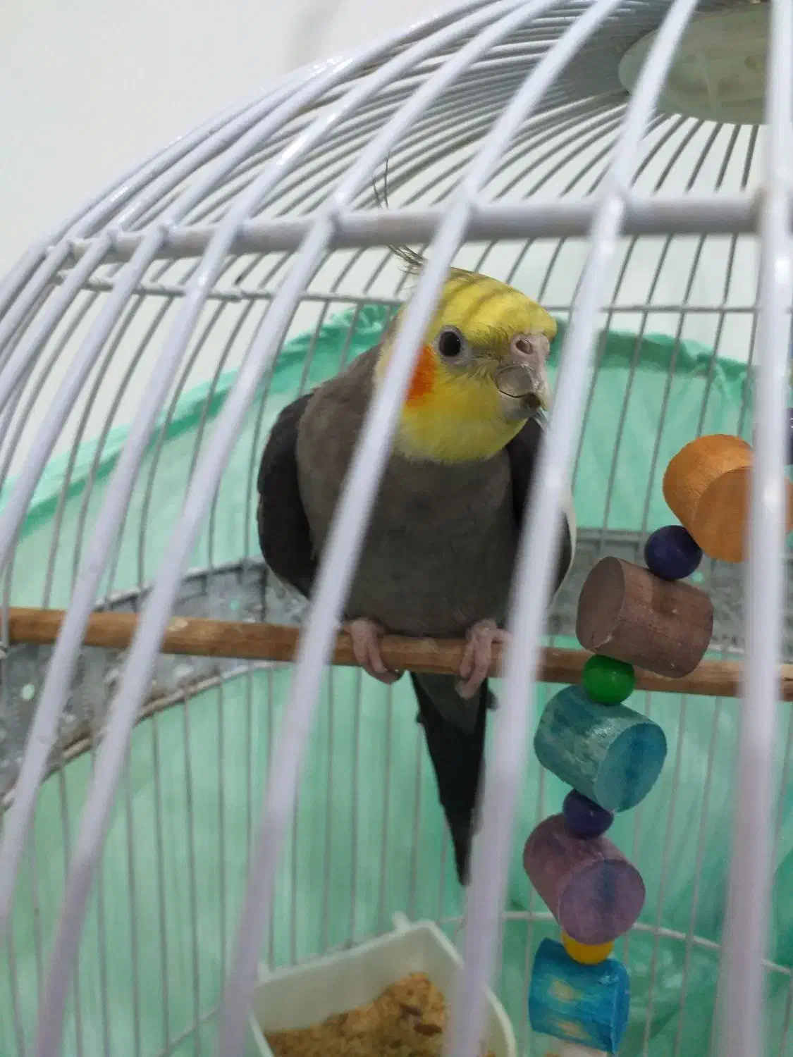 عروس هلندی|پرنده|آمل, |دیوار