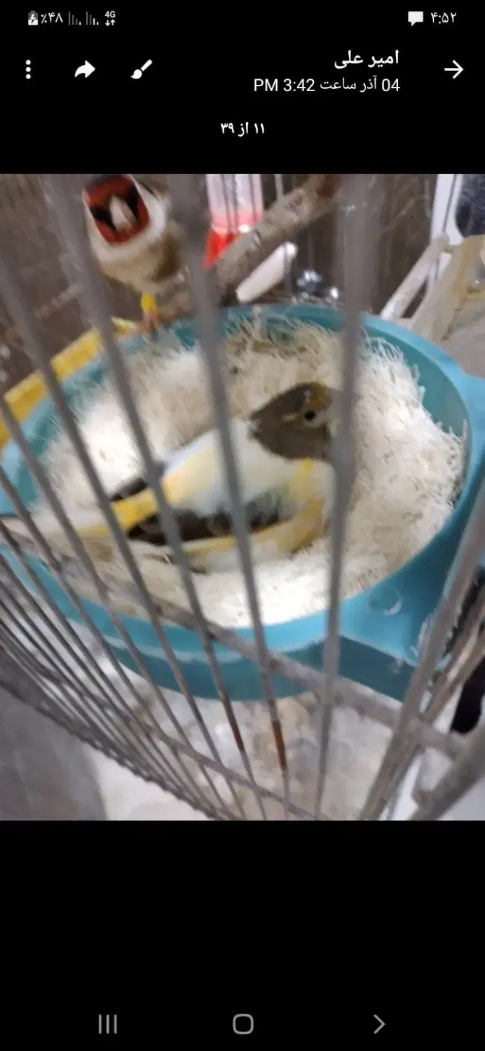 سهره|حیوانات|اسالم, |دیوار