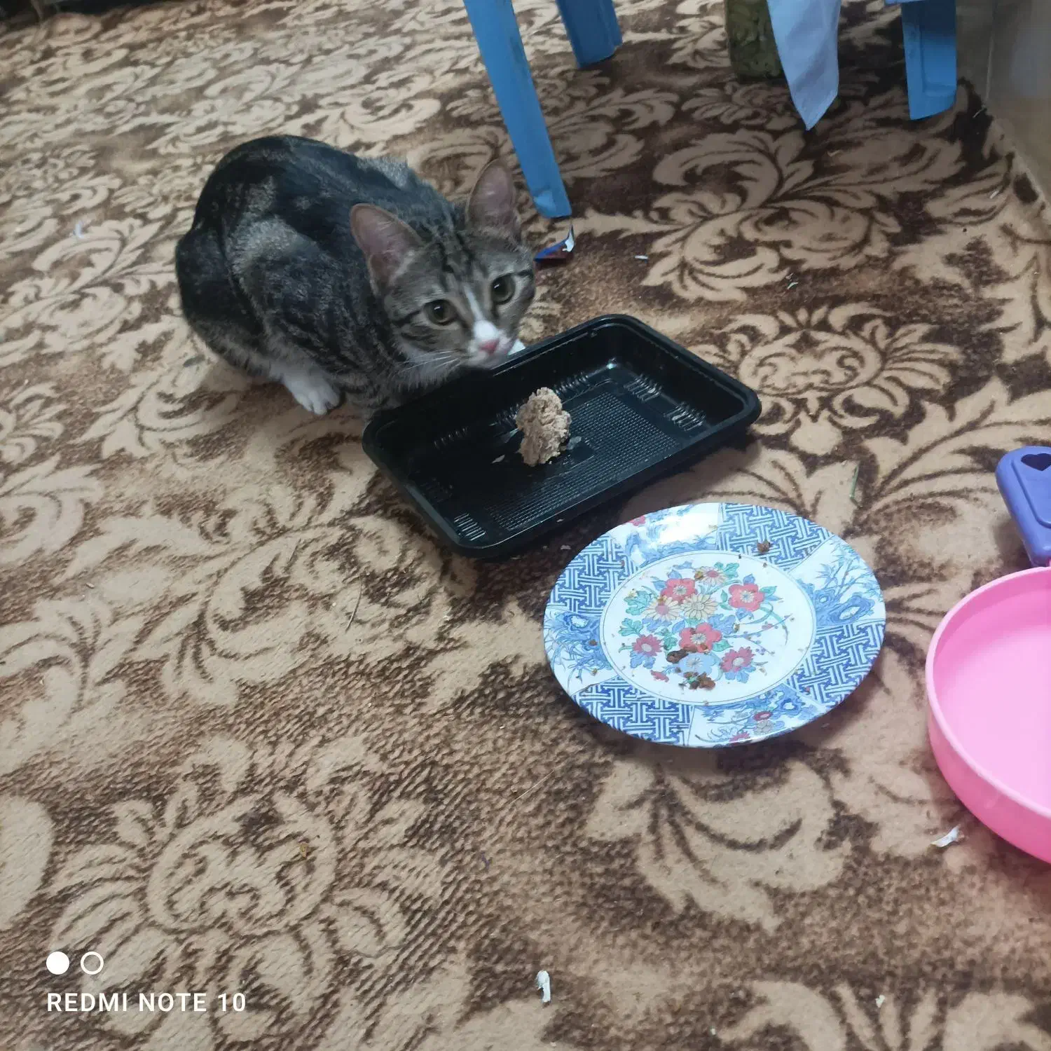 گربه خانگی|گربه|یزد, |دیوار