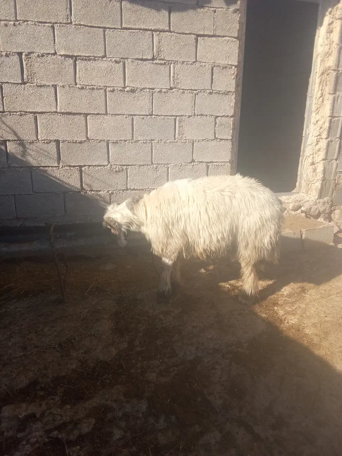 قوچ تخمی|حیوانات مزرعه|ایذه, |دیوار