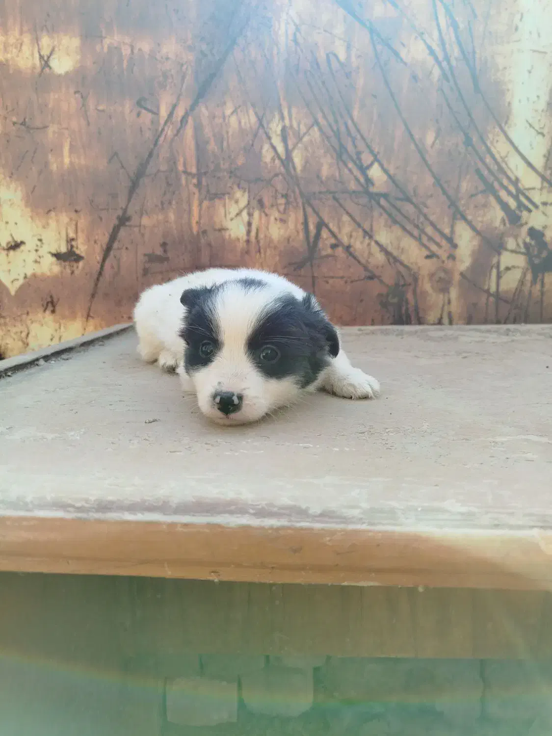 توله سگ پا کوتاه|سگ|قزوین, |دیوار