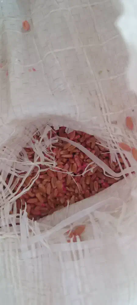 بذر گندم مهرگان درجه یک|گل و گیاه طبیعی|اندیمشک, |دیوار