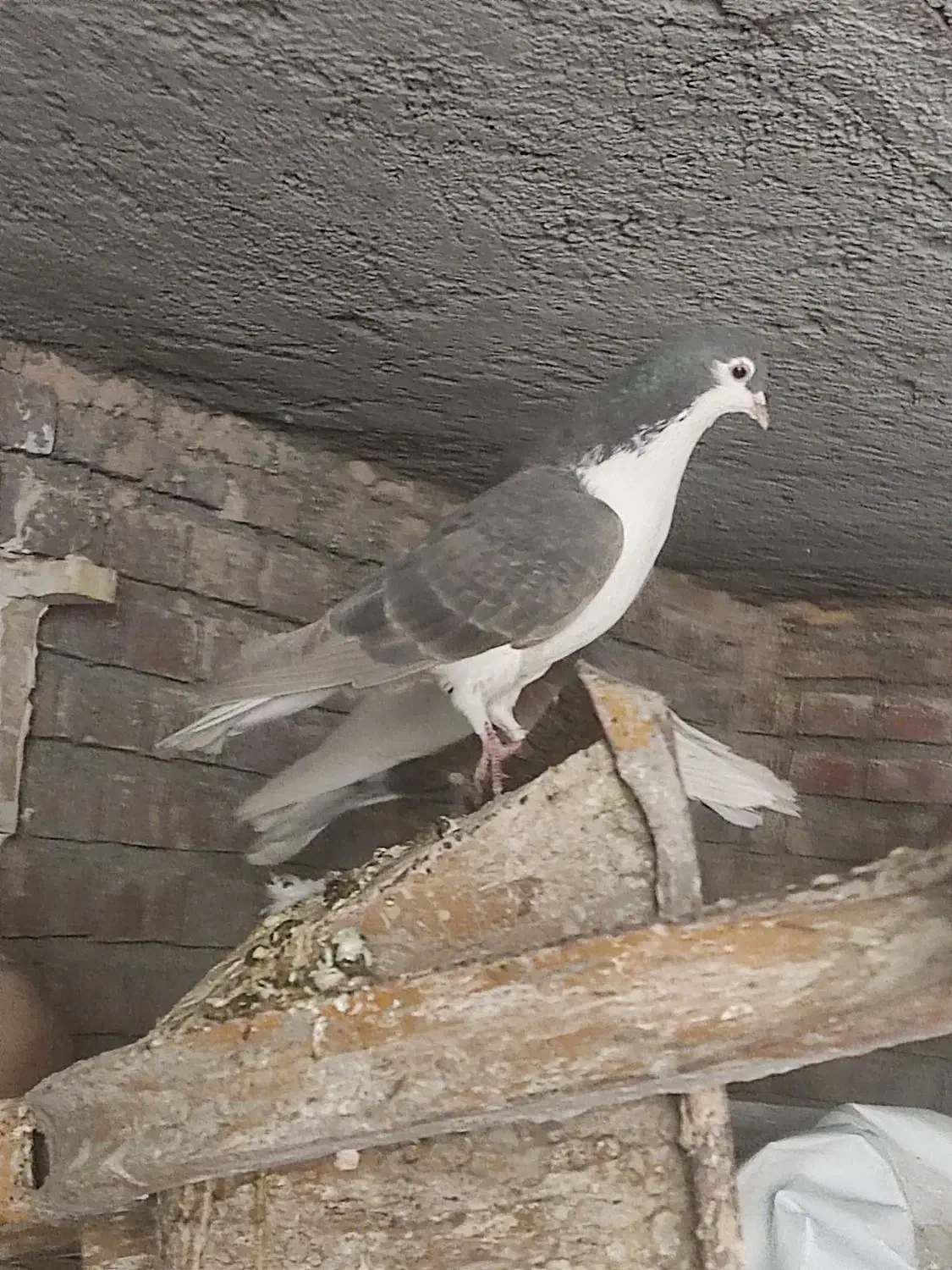 کبوتر کفتر|پرنده|زرند, |دیوار