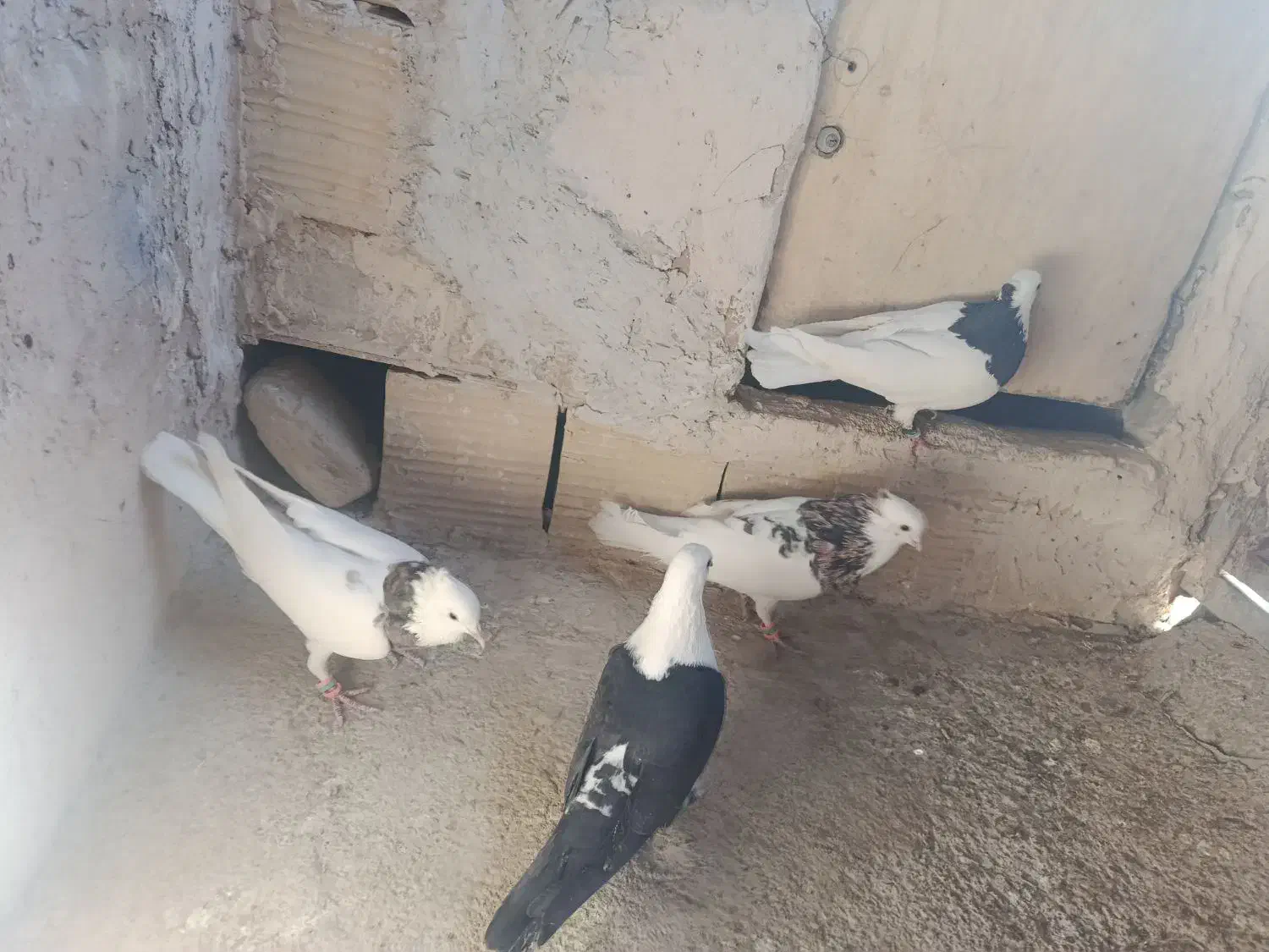 پنج تا کفتر هوایی قلدور|پرنده|فرح دشت, |دیوار