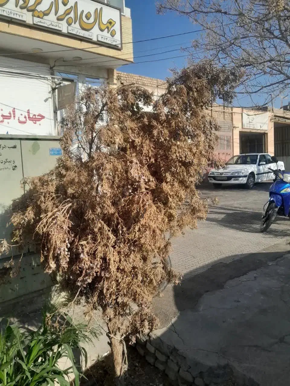 باغبانی مجتمع|خدمات باغبانی و درختکاری|یزد, |دیوار