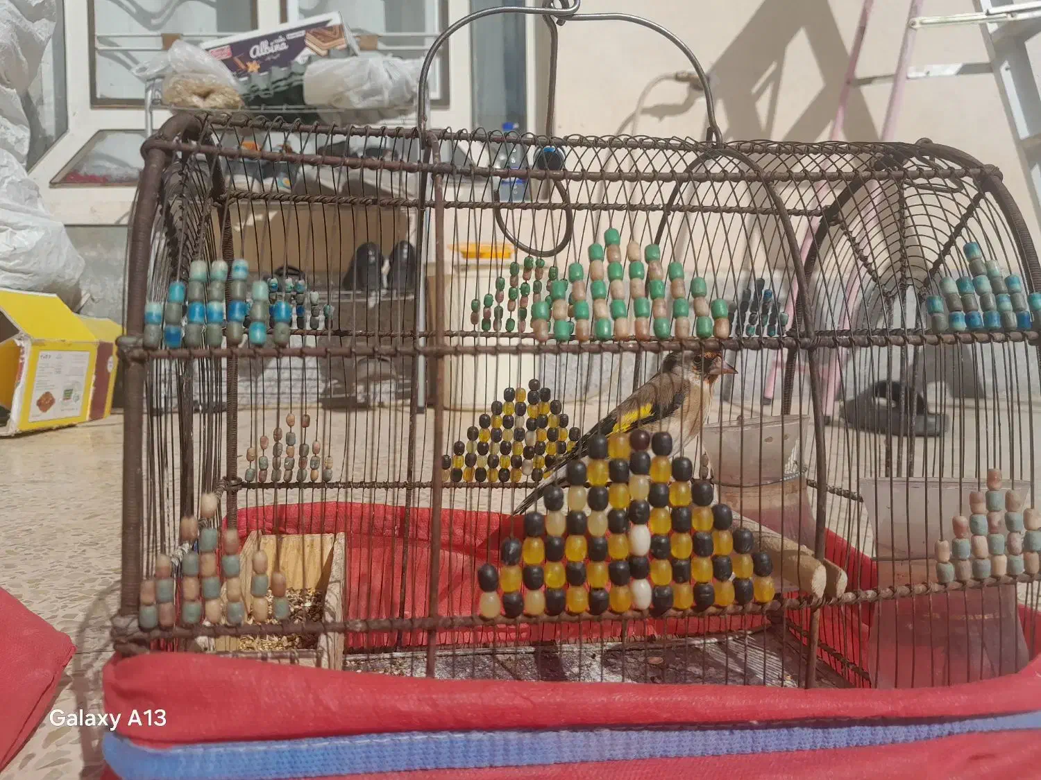 سلام دوتا سهر ی نر مست مست دهن لری|پرنده|شیراز, جوادیه|دیوار