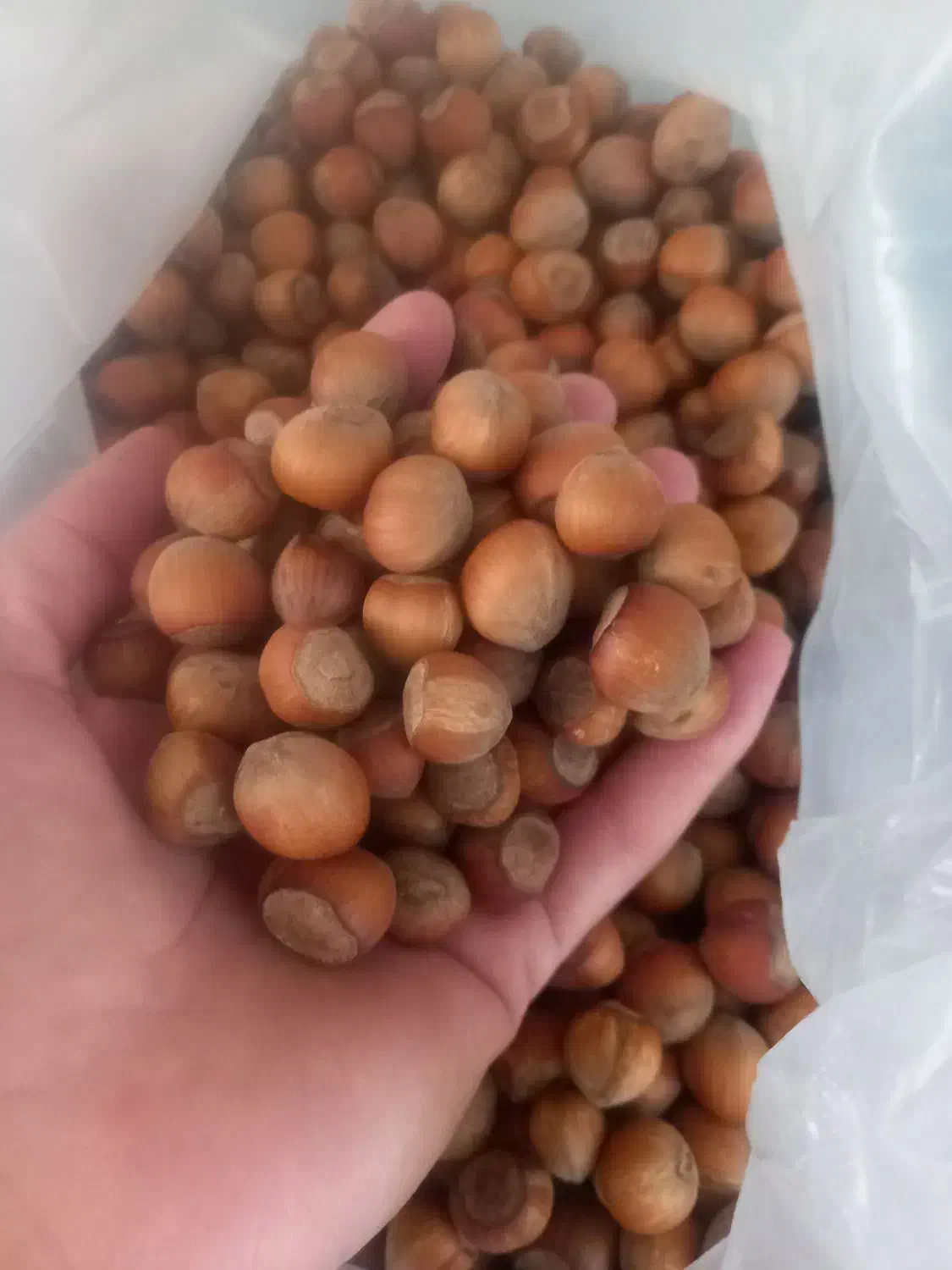 فندوق تازه برای اشکور|خوردنی و آشامیدنی|محمدیه-قزوین, |دیوار