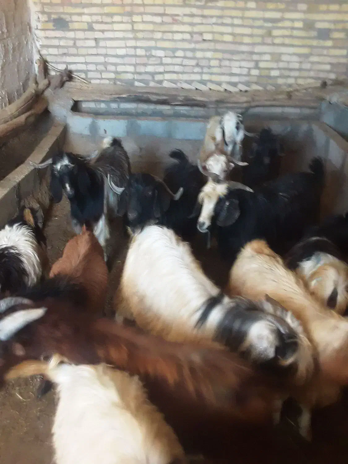 بزغاله|حیوانات مزرعه|تیکمه داش, |دیوار