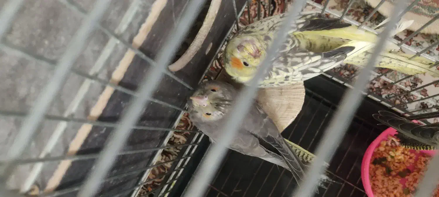 جوجه عروس هلندی|پرنده|پاکدشت, شهرک امام رضا|دیوار