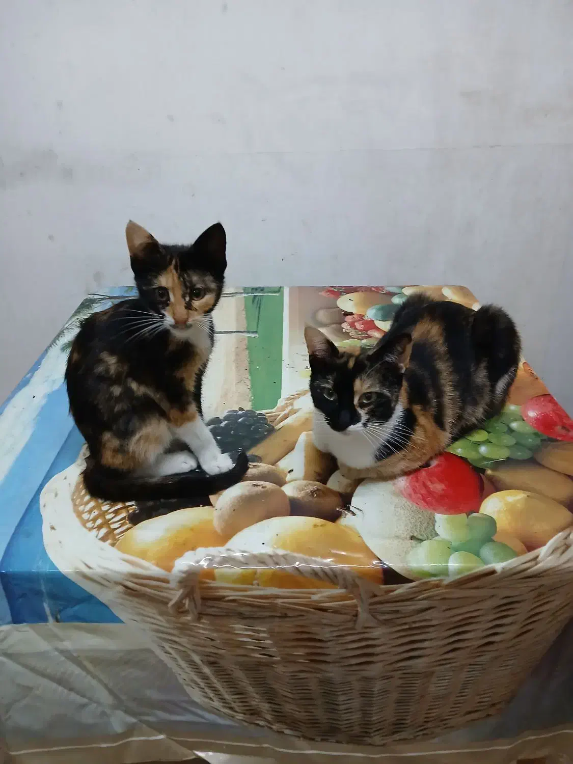 گربه ها همه ماده و  رایگان واگذار میشه|گربه|رشت, حمیدیان|دیوار