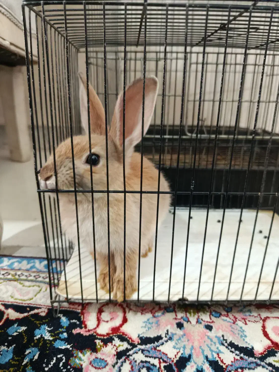 خرگوش مینیاتوری باهوش|موش و خرگوش|تهران, مسعودیه|دیوار