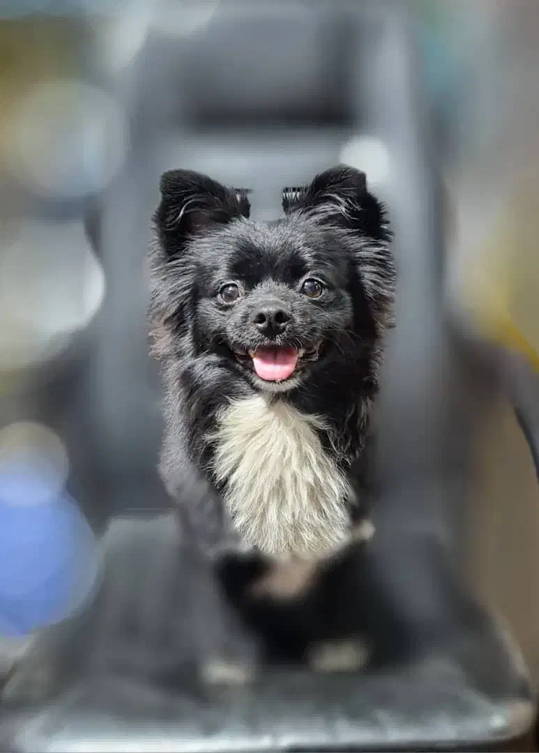 سگ بازیگوش|حیوانات|تهران, قیام|دیوار