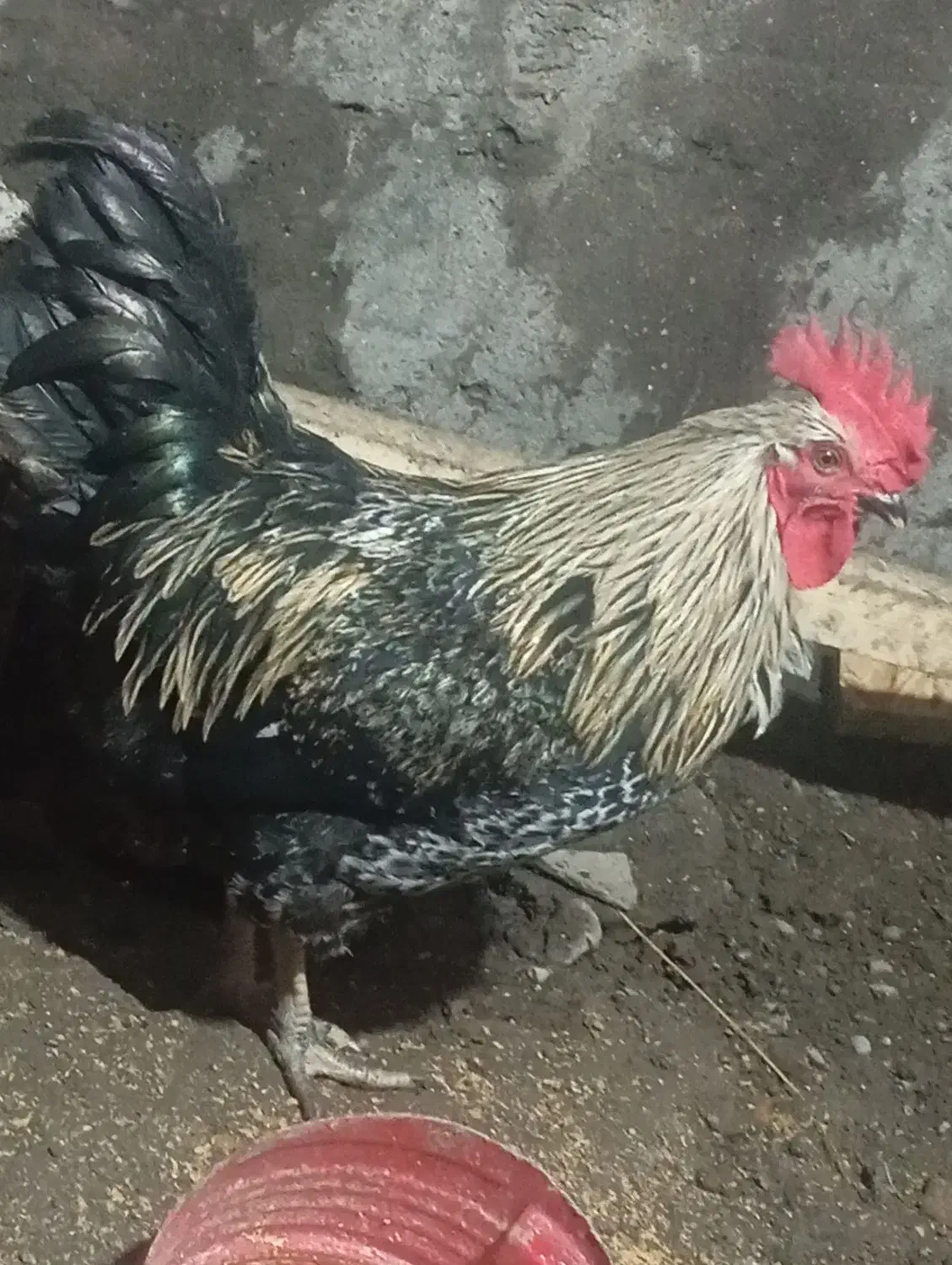 خروس|حیوانات مزرعه|آمل, |دیوار