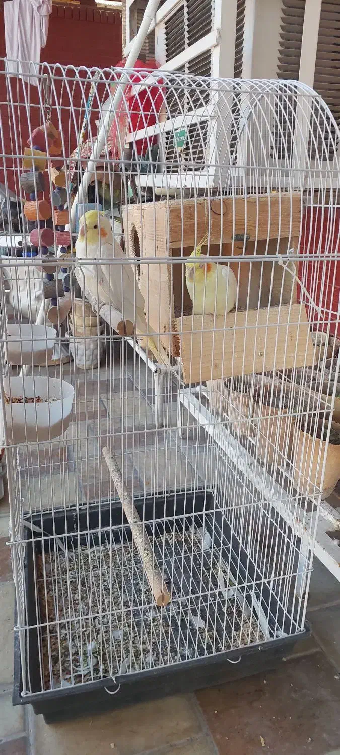 عروس هلندی با قفس|پرنده|دوگنبدان, |دیوار