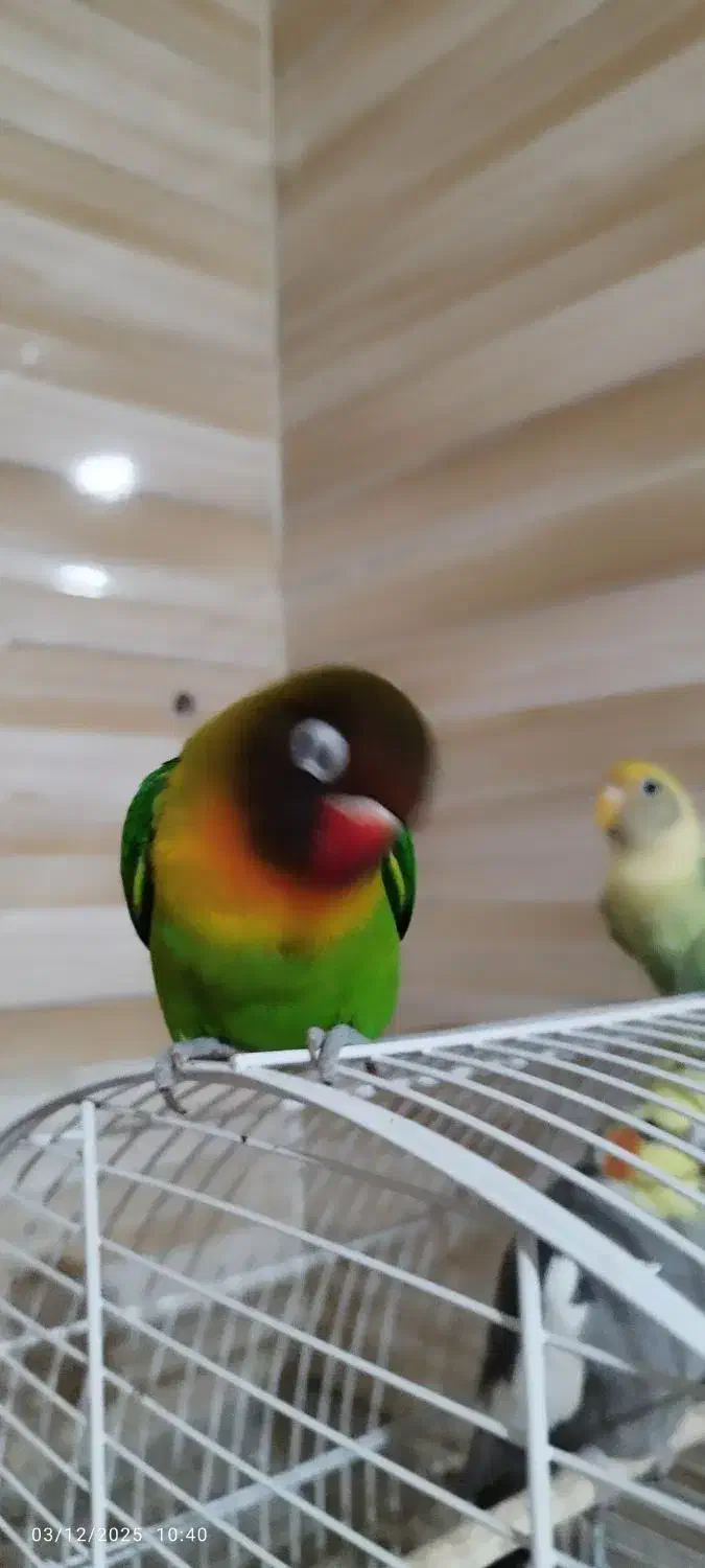 طوطی برزیلی|پرنده|سوسنگرد, |دیوار