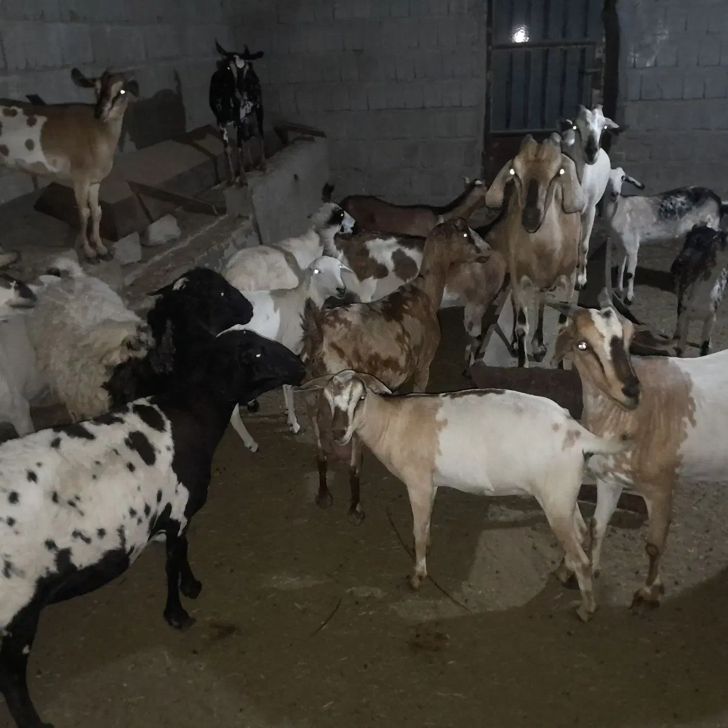 کهره و بره چاق گوشتی|حیوانات مزرعه|درگهان, |دیوار