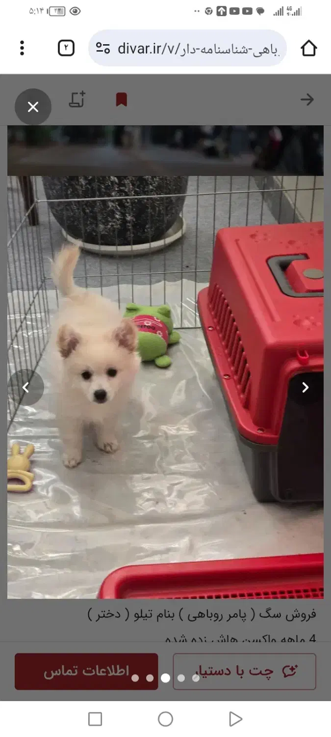 توله سگ روباهی ناز با قیمت مناسب|سگ|شیراز, آبیاری|دیوار