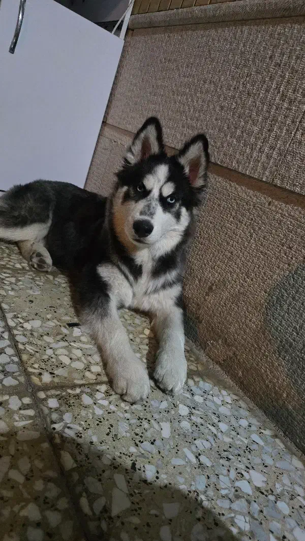 سک هاسکی اصل|سگ|شیراز, شهرک گلستان|دیوار