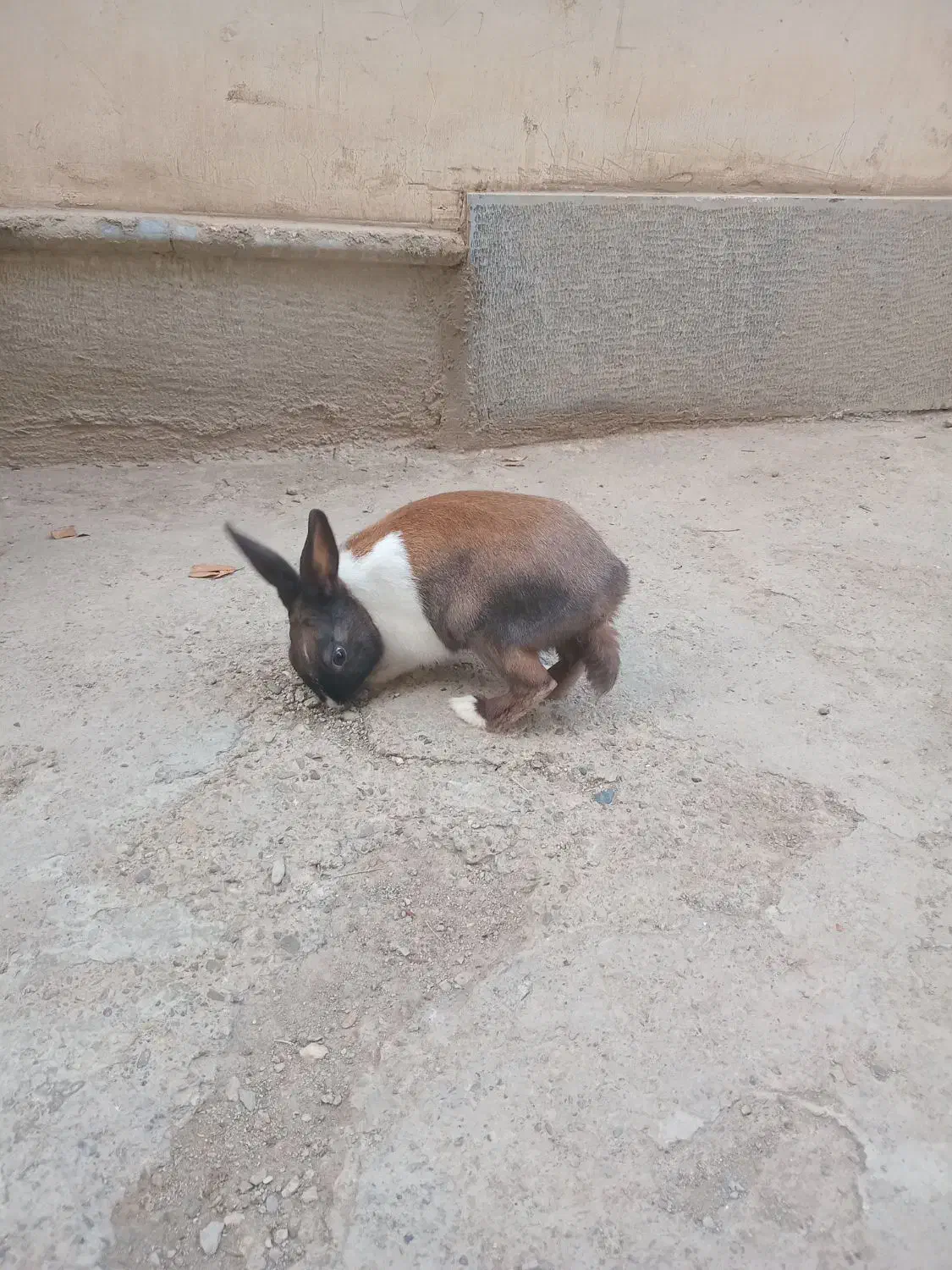 خرگوش|موش و خرگوش|خمینی‌شهر, |دیوار