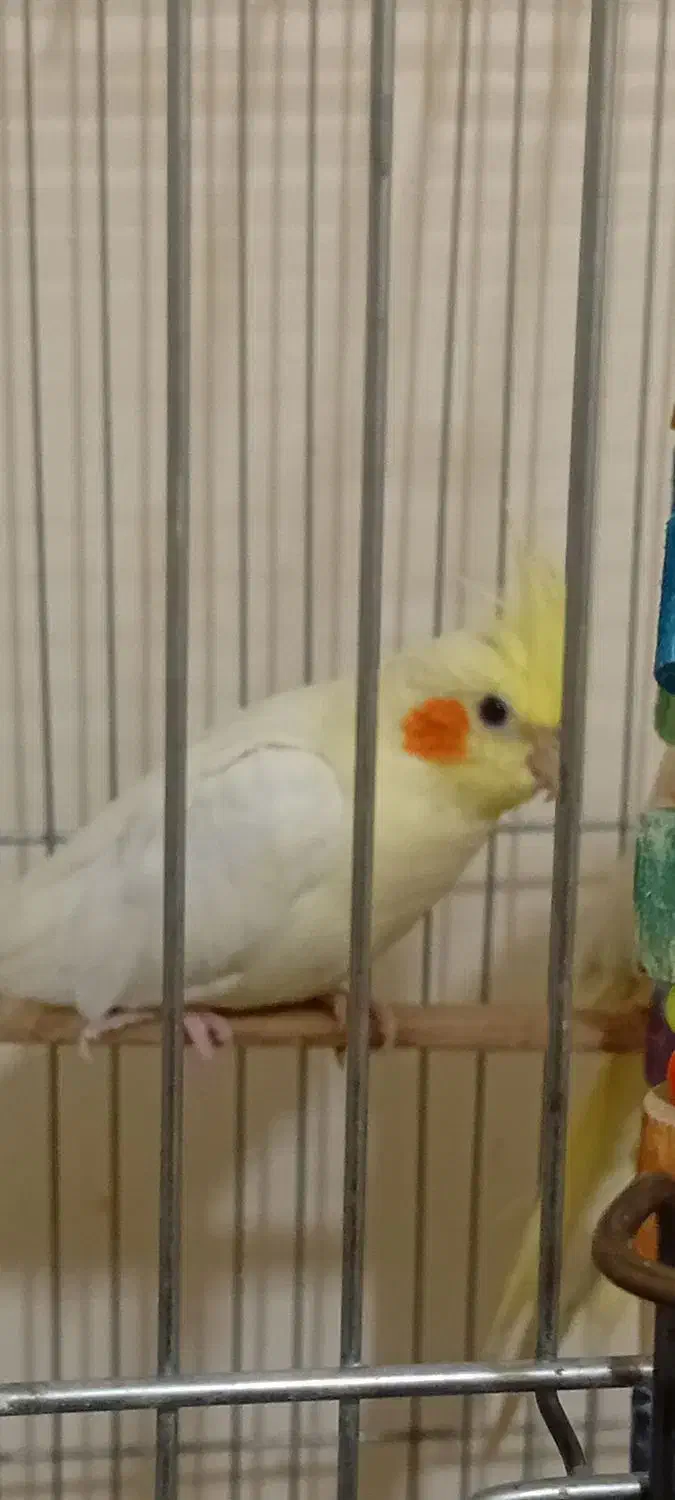 عروس هلندی بالغ|پرنده|پرند, فاز ۵|دیوار