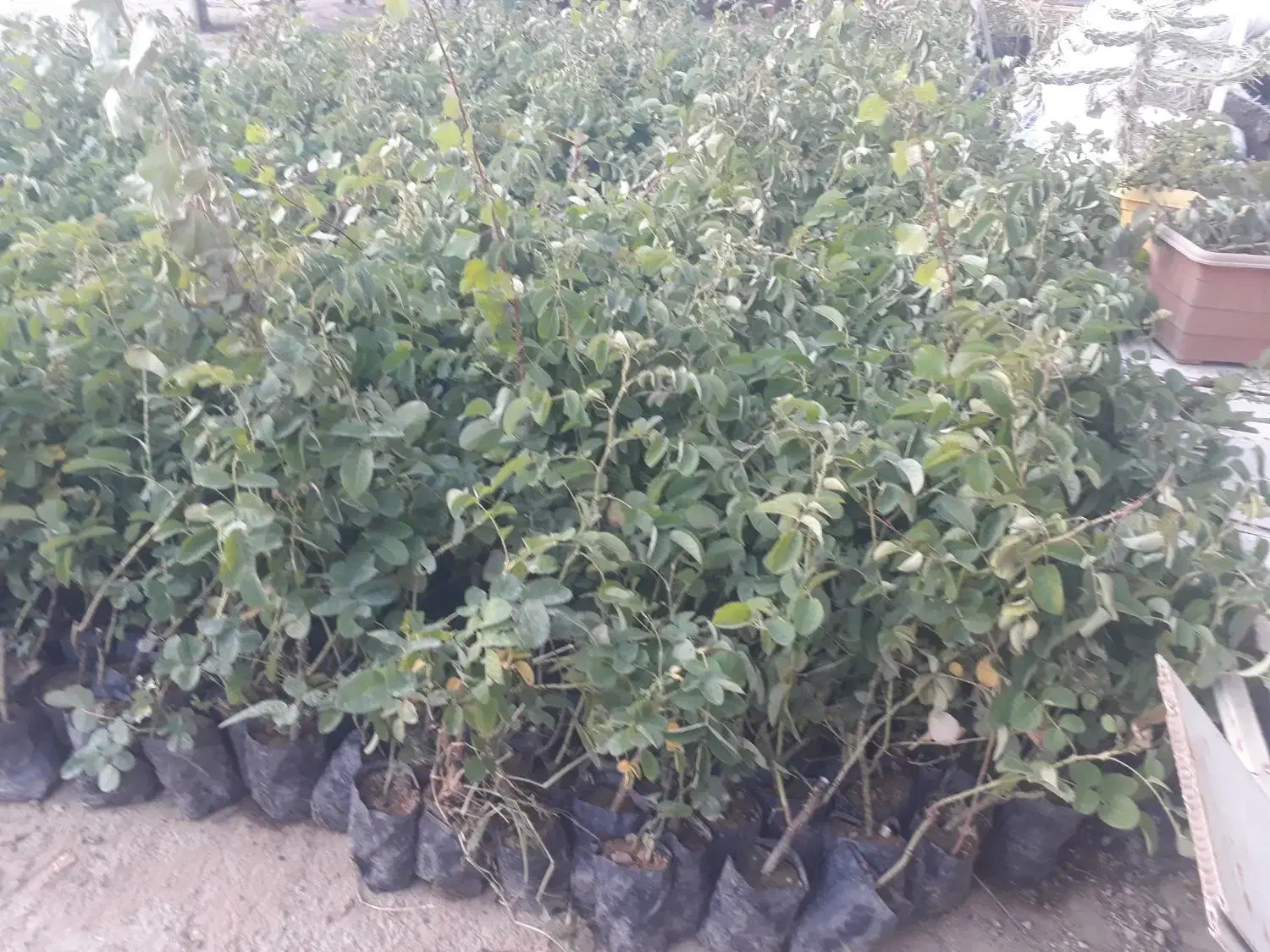 نهال گل محمدی|عمدهفروشی|بجنورد, |دیوار