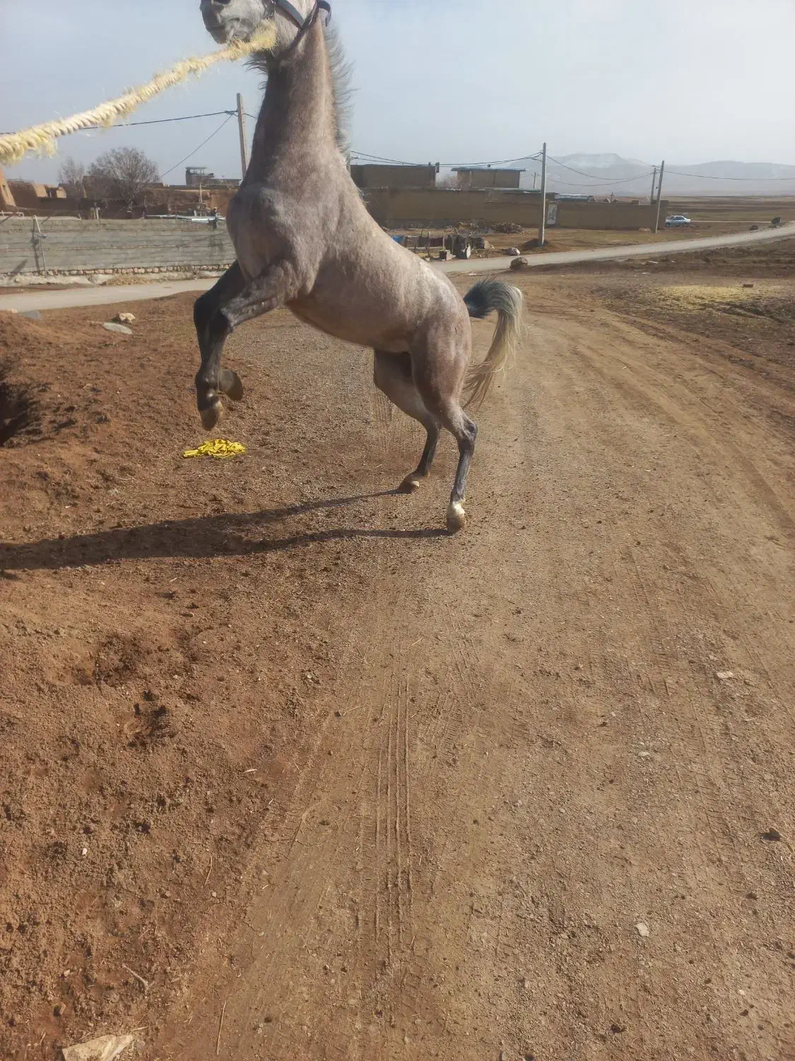 اسب سواری|اسب و تجهیزات اسب‌سواری|کرمانشاه, |دیوار