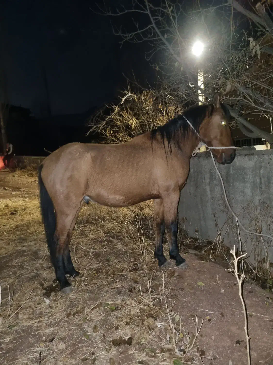 اسب|اسب و تجهیزات اسب‌سواری|کوهسار (البرز), |دیوار