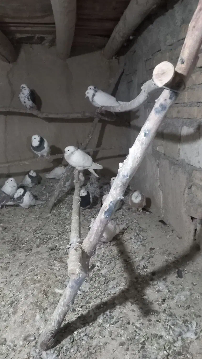 یه گل کبوتر طوقی مایدم دم سیاه|پرنده|همدان, |دیوار