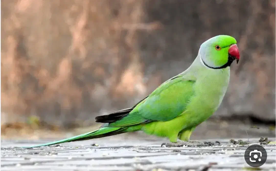 کبوتر نر پرشی  ۱۶ پر دم  و طوطی ملنگو نر وحشی|پرنده|محمدشهر, همایون ویلا|دیوار