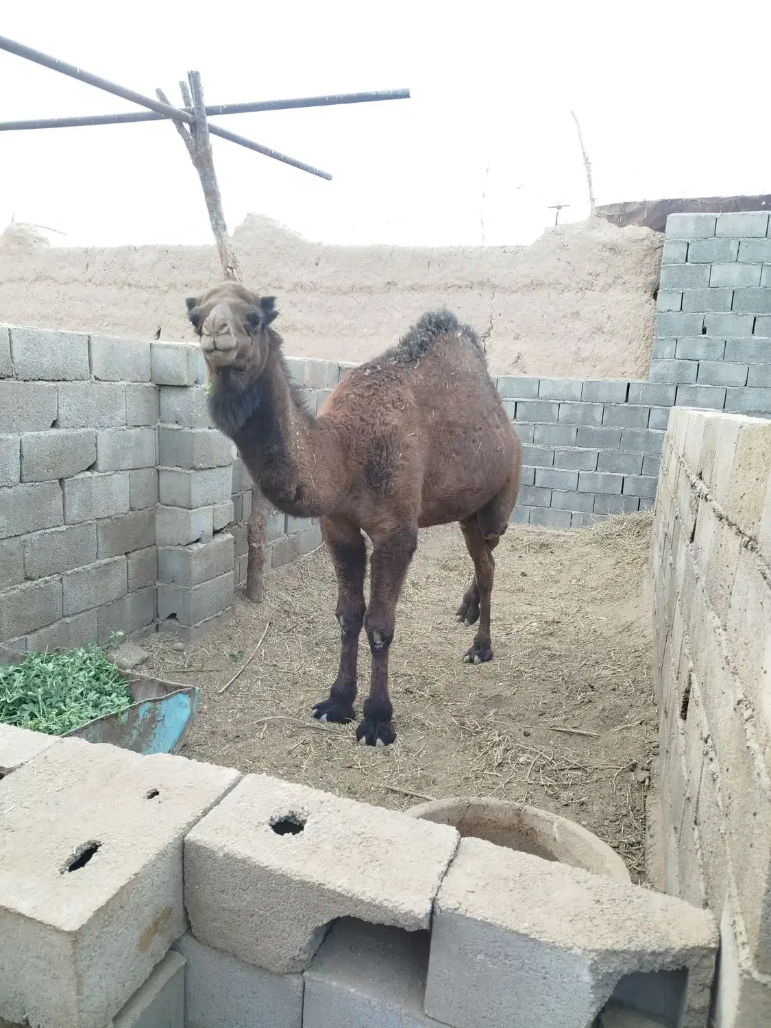شتر حق سه ساله|حیوانات مزرعه|بافق, |دیوار