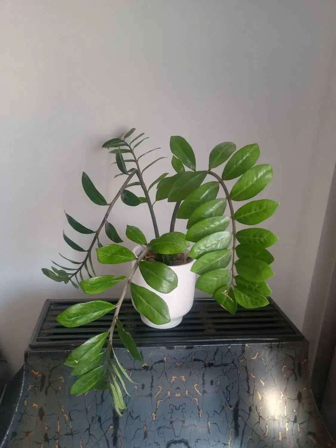 گل و...|گل و گیاه طبیعی|گرگان, |دیوار