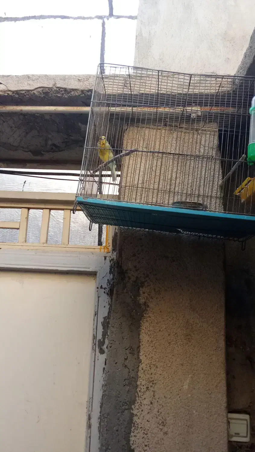 قناری نر ه|پرنده|کرمانشاه, |دیوار