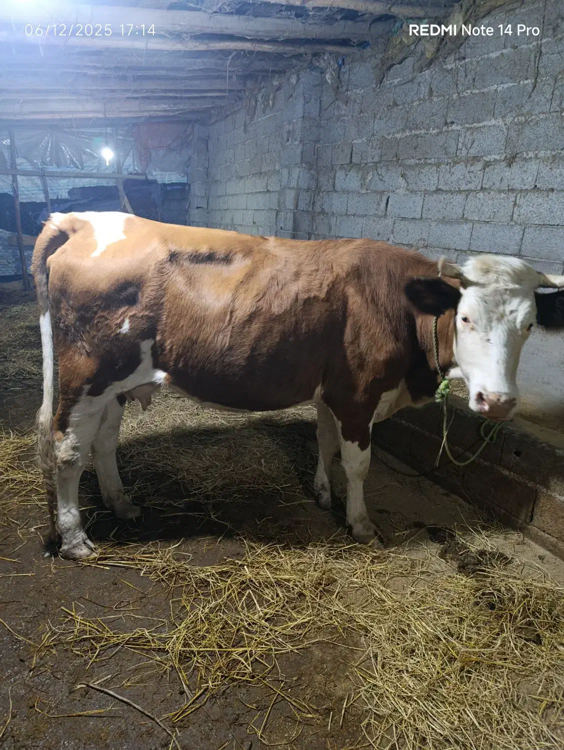 گاوسمیتال جوان|حیوانات مزرعه|کیاشهر, |دیوار