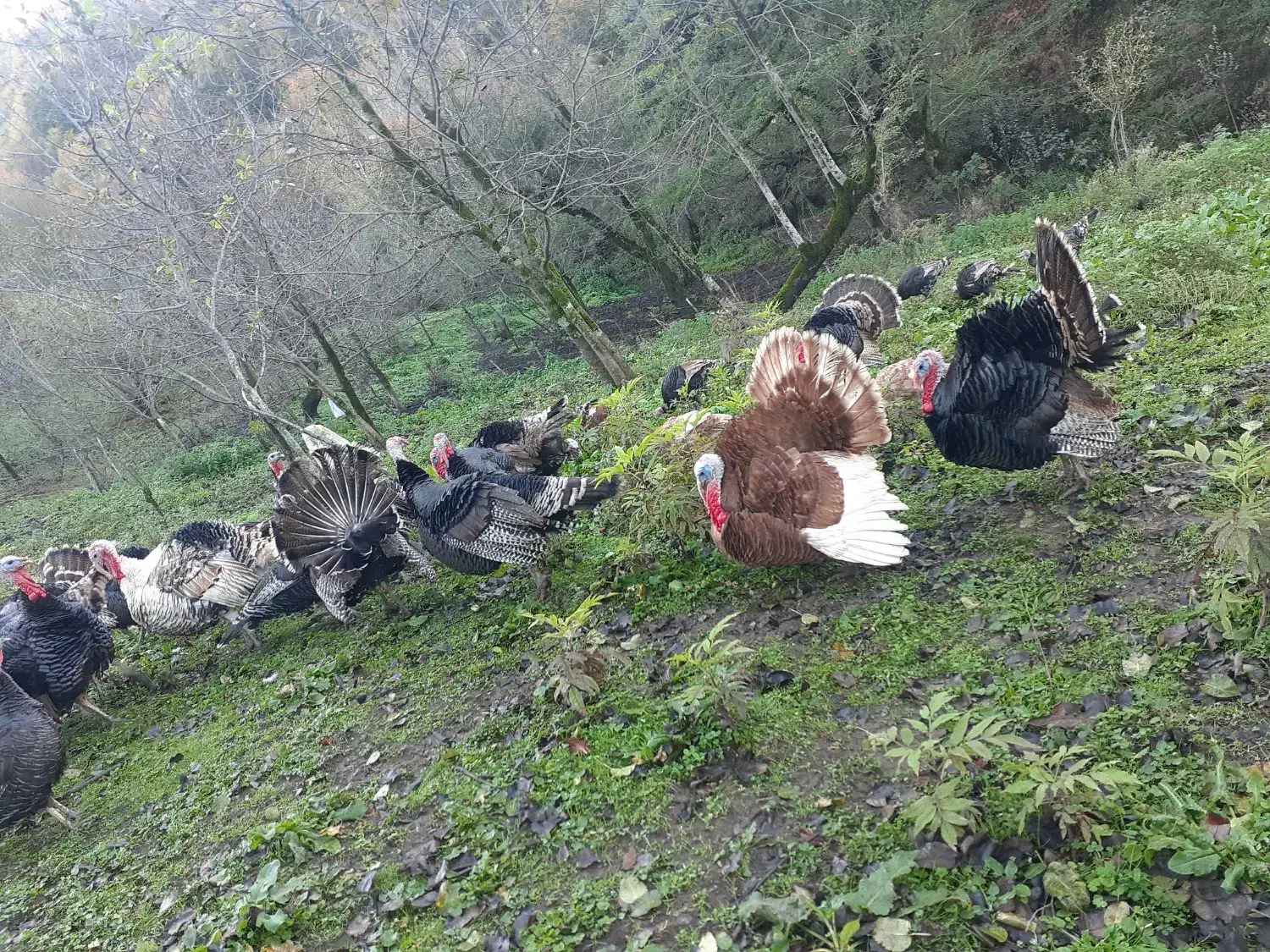 بوقلمون ارگانیک|حیوانات مزرعه|آستارا, |دیوار