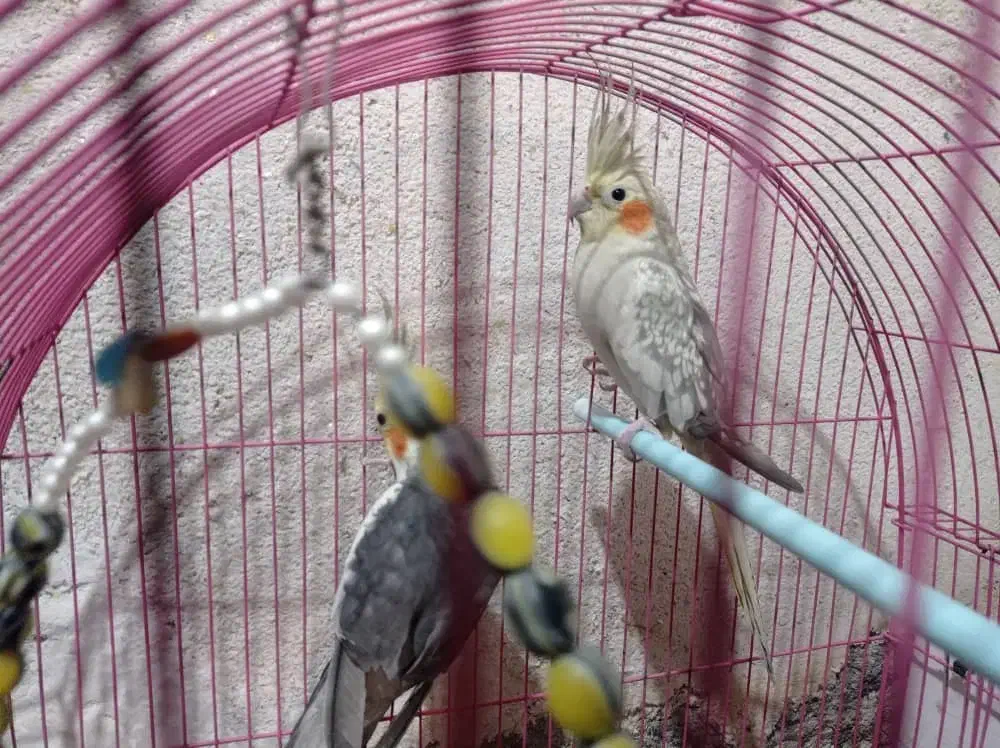 عروس هلندی|پرنده|تبریز, |دیوار