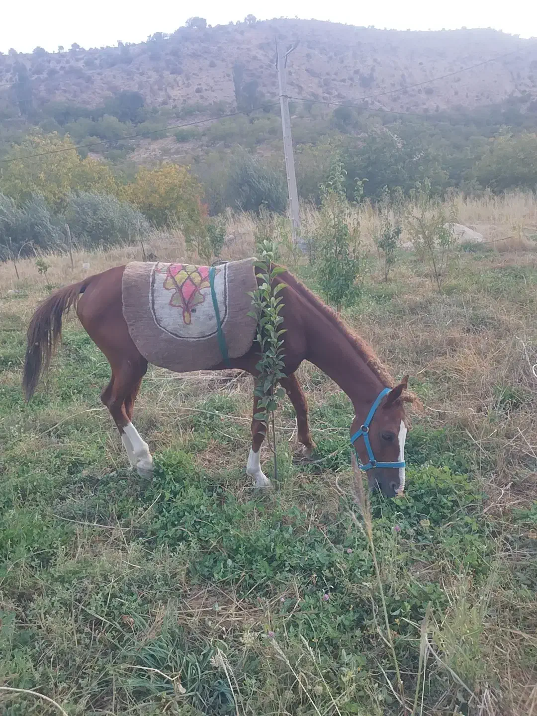 فروش اسب|اسب و تجهیزات اسب‌سواری|یاسوج, |دیوار