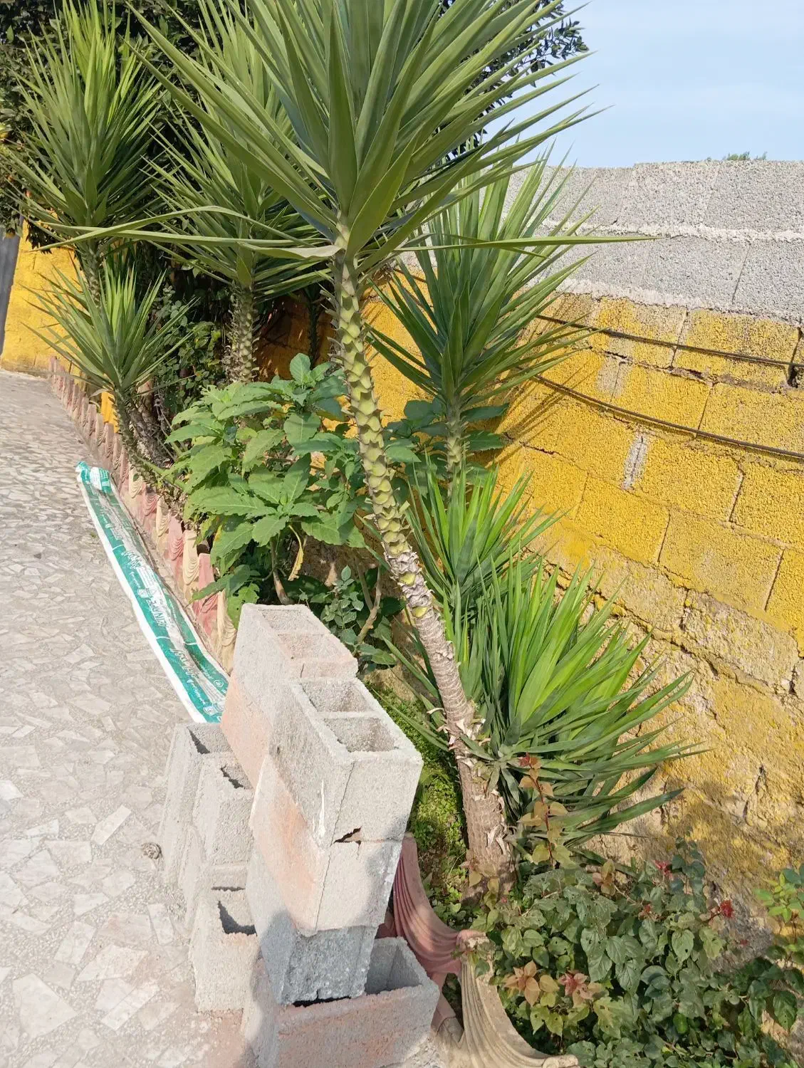 یوکا . سه میلیون تومان|گل و گیاه طبیعی|گوراب زرمیخ, |دیوار