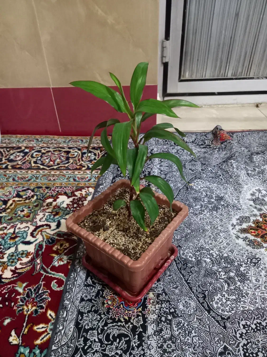 گل های زیبا|گل و گیاه طبیعی|بناب, |دیوار