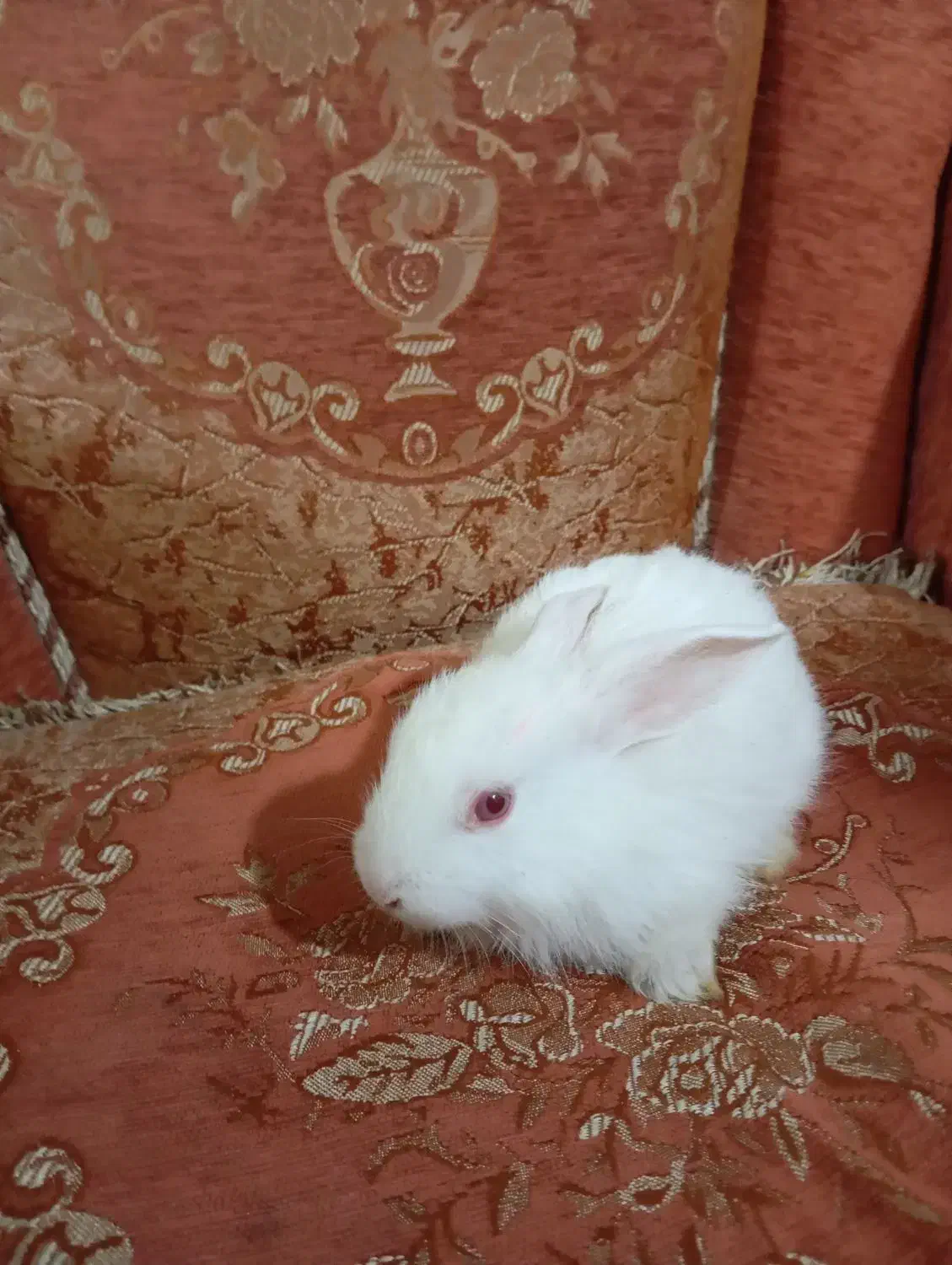 بچه خرگوش|موش و خرگوش|بم, |دیوار