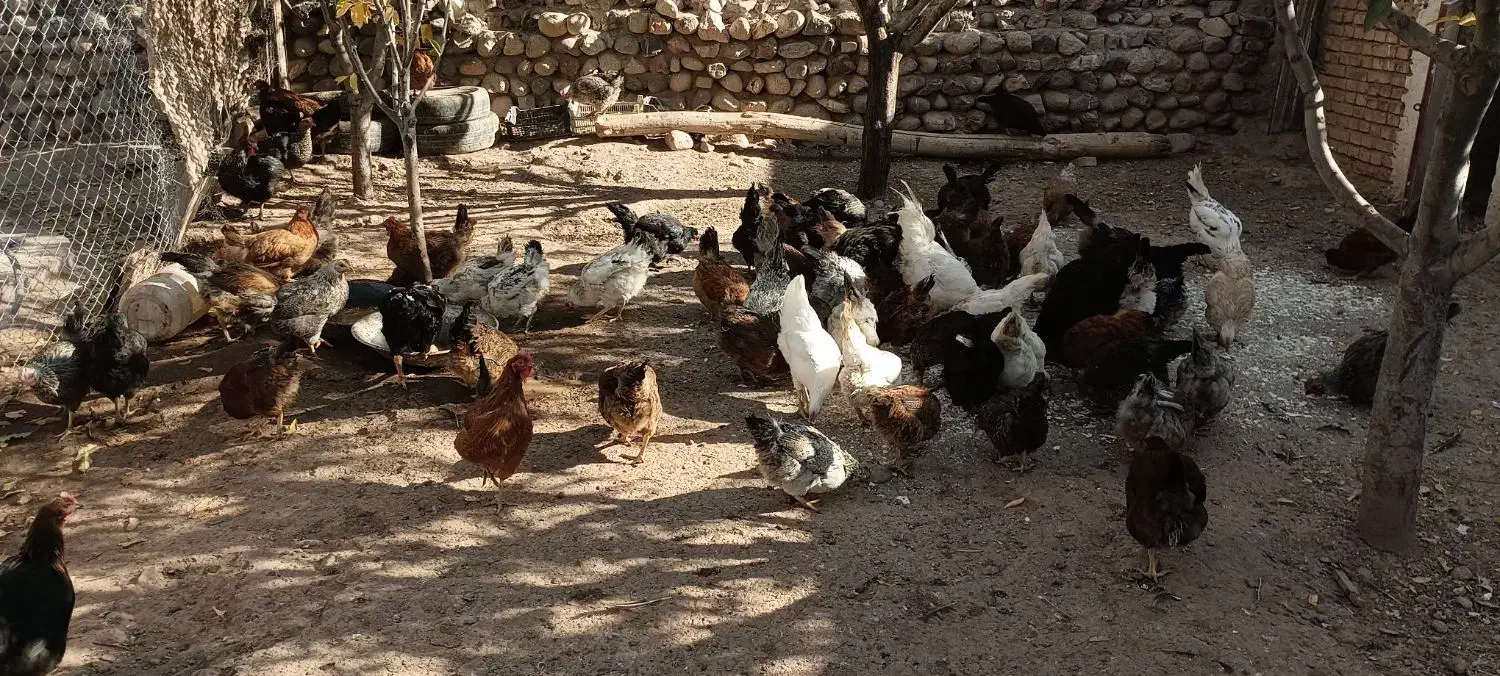 مرغ های محلی 100عدد|حیوانات مزرعه|مهربان, |دیوار