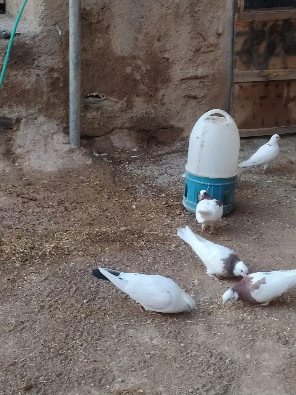 کفتر طوقی تهرانی|پرنده|اسدآباد, |دیوار