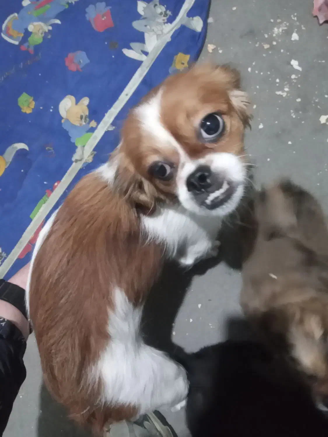 پیکینز|سگ|ارومیه, |دیوار