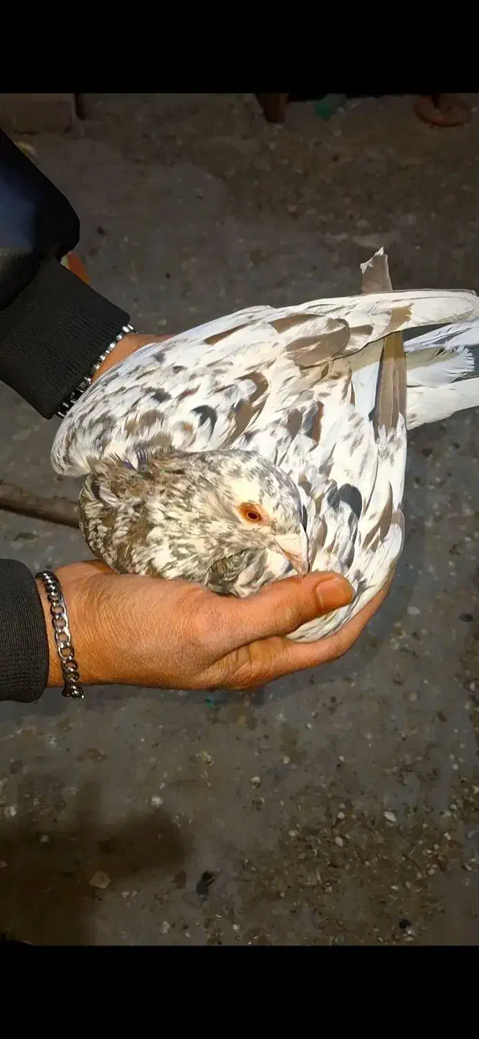 سرور نر|پرنده|لنجان, |دیوار