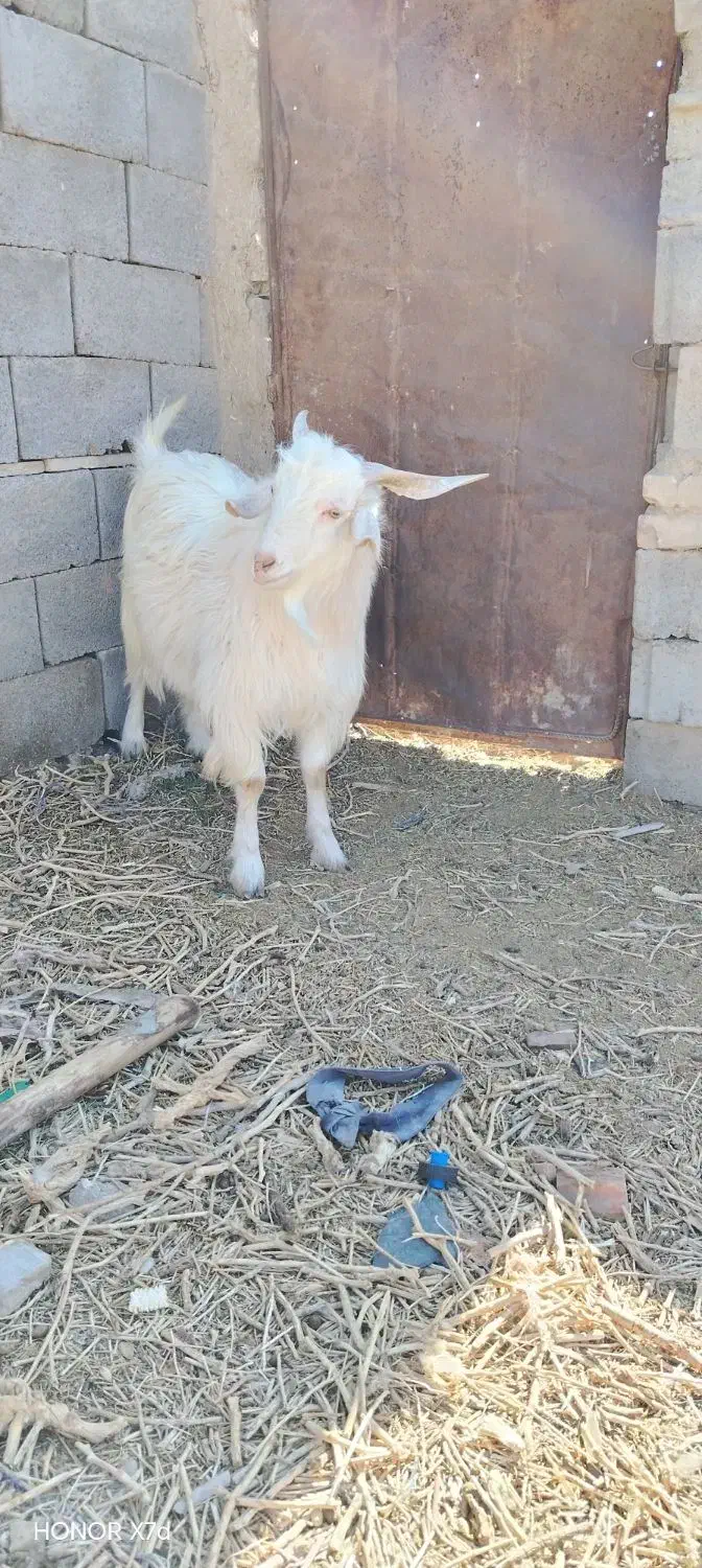 چپش|حیوانات مزرعه|زرند, |دیوار