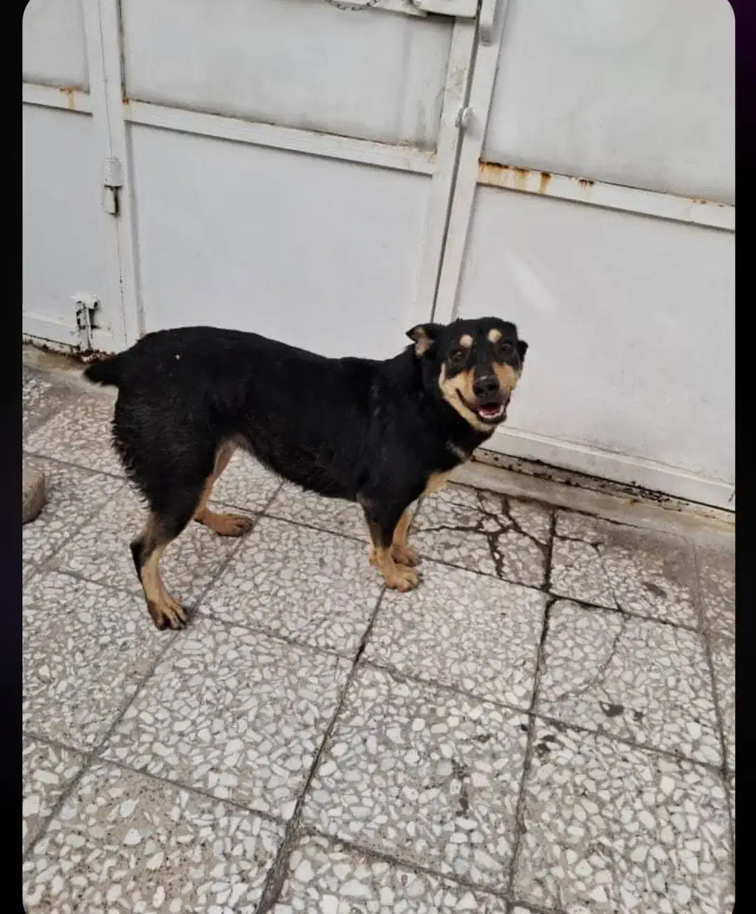 واگذاری سگ|سگ|آبادان, |دیوار