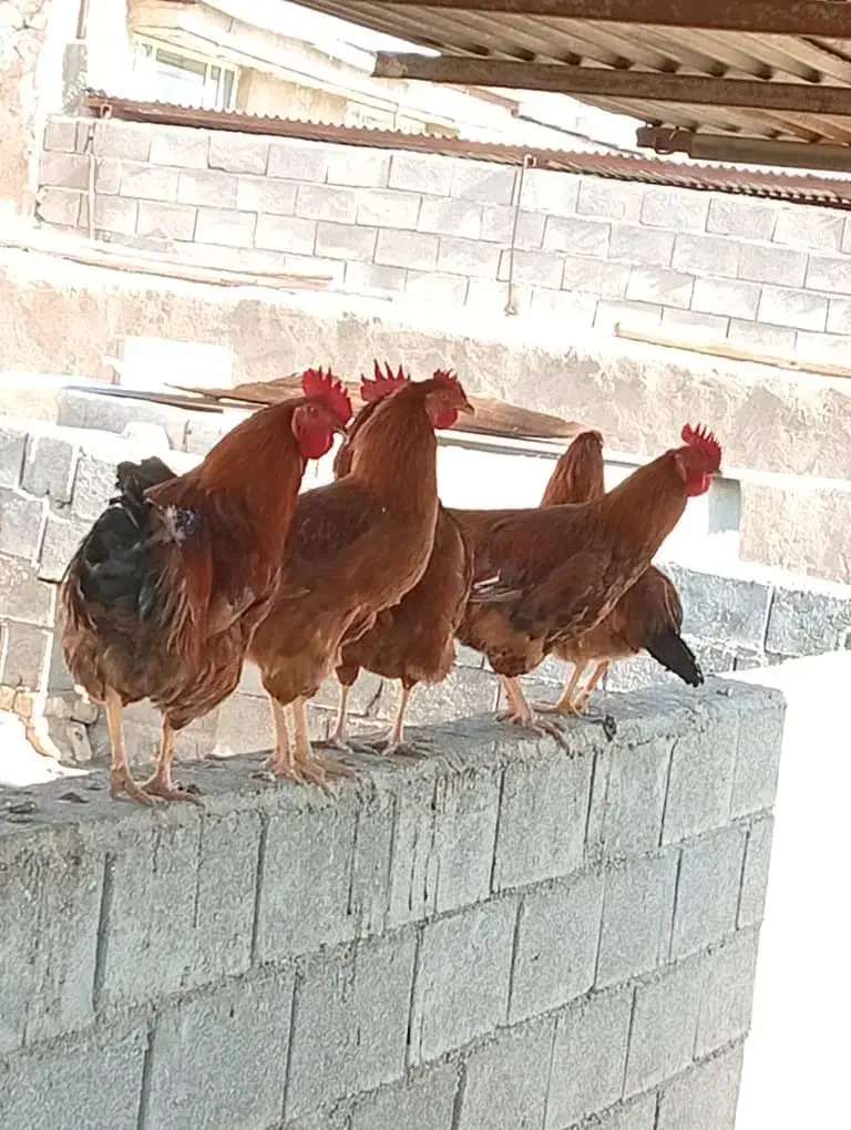 خروس|حیوانات مزرعه|کوهنجان, |دیوار