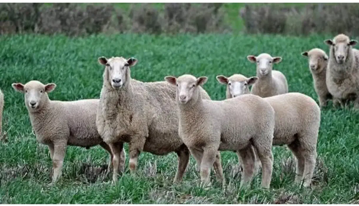 انواع نژادهای مختلف گوشتی گوسفند جهت ذبح‌زنده|حیوانات مزرعه|تهران, شهرک بوعلی|دیوار